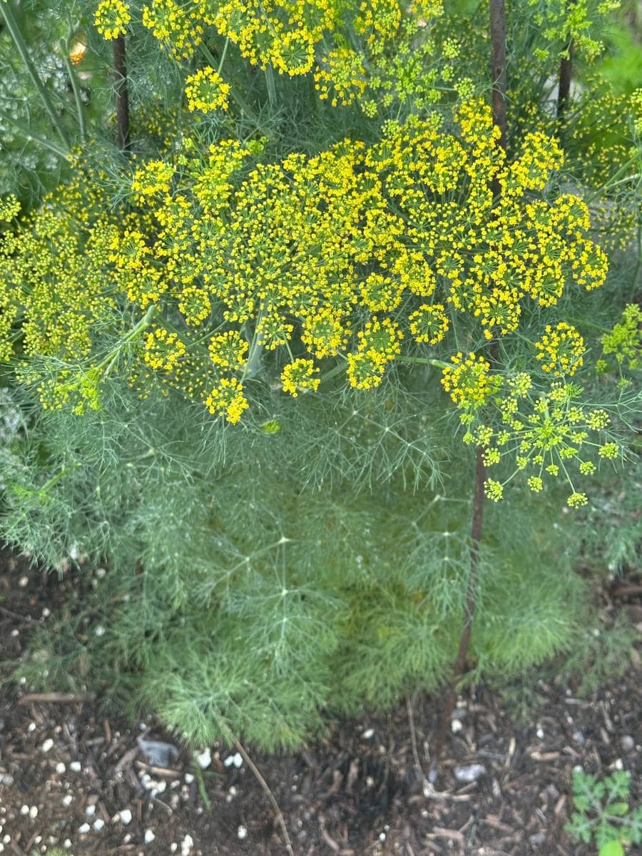 A close-up of a dill plant growing in soil, its feathery green leaves and bright yellow flowers adding fresh color to outdoor spaces—perfect inspiration for your Summer Home Tour.