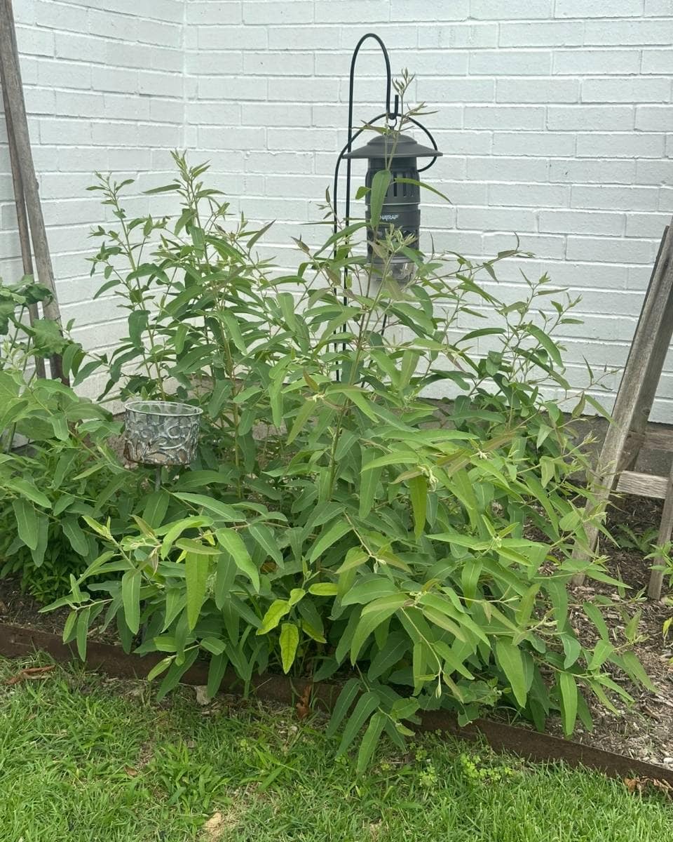 A leafy green bush thrives in a garden bed bordered by wood, featured in an Outdoor Spaces Summer Home Tour, with a white brick wall and a black bird feeder or lantern above. Grass stretches out in the foreground.