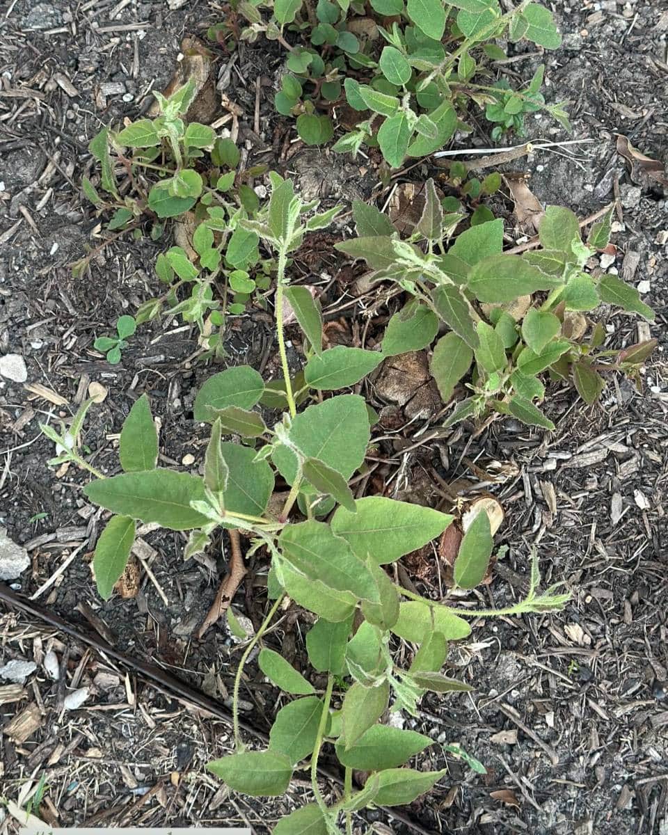 A green, leafy weed with hairy stems and leaves grows in dry, brown soil with scattered mulch and small rocks—an unexpected detail to spot during an Outdoor Spaces Summer Home Tour. Other small plants are visible nearby.