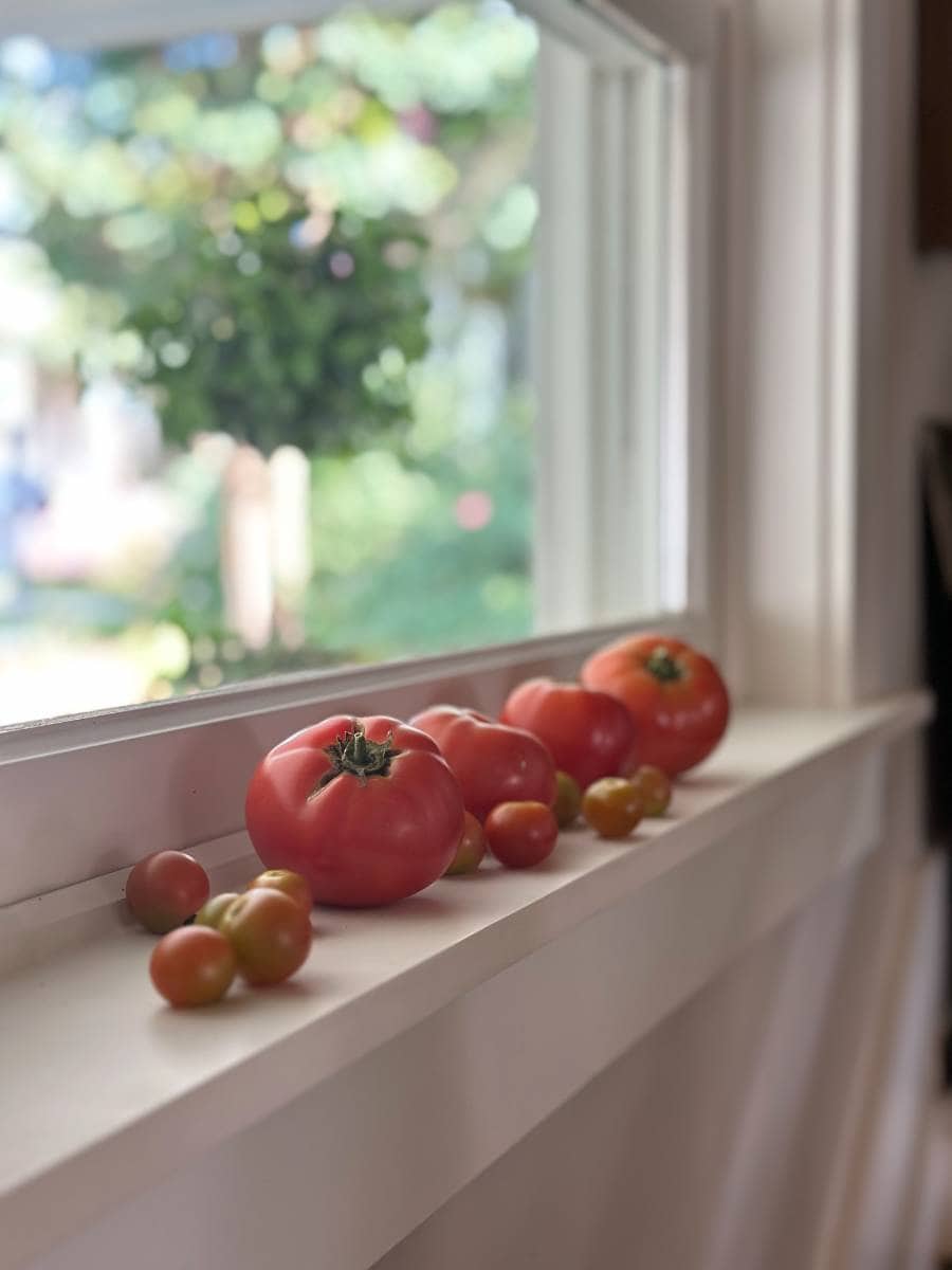 Tomatoes and cherry tomatoes of various sizes and colors are arranged on a sunlit windowsill, creating a vibrant scene reminiscent of an Outdoor Spaces Summer Home Tour, with a blurred green garden visible outside the window.