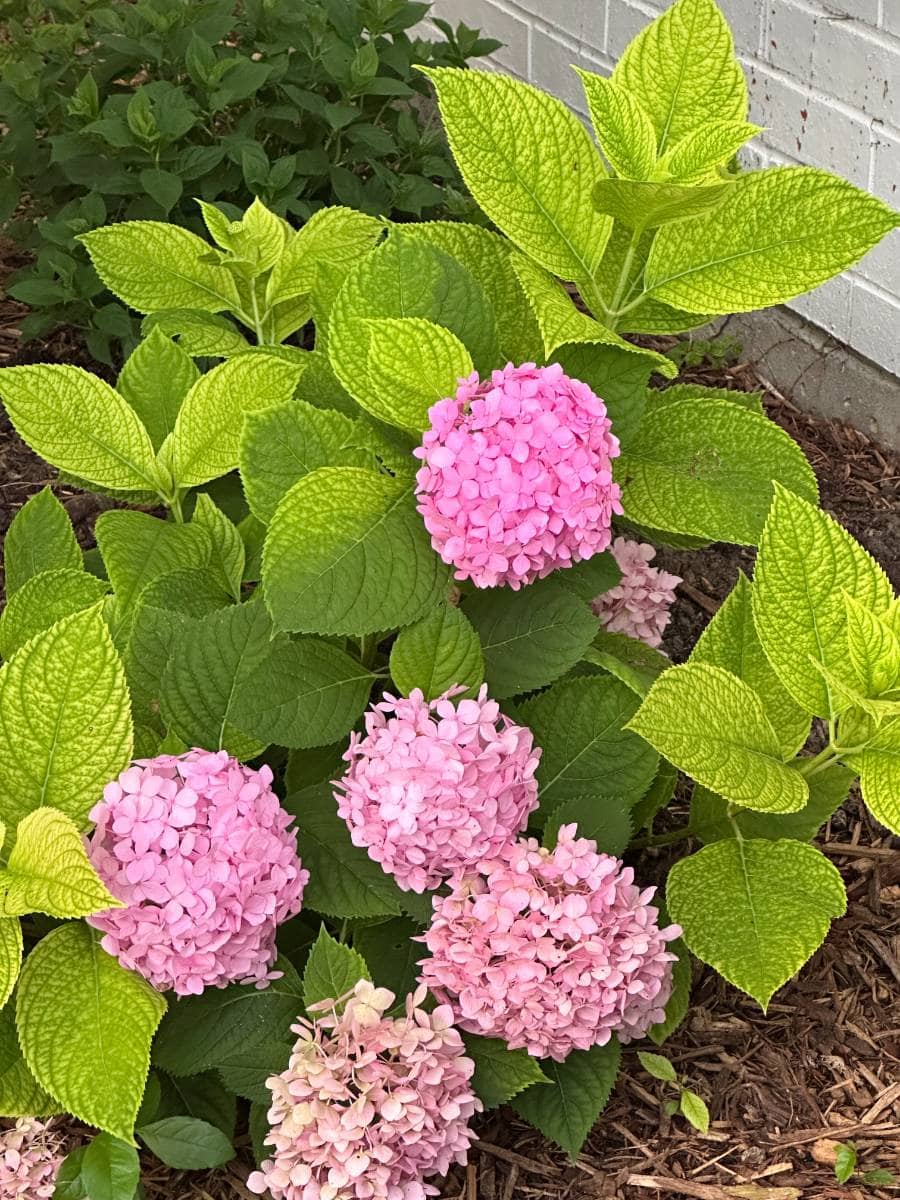 A hydrangea plant with large, round clusters of pink flowers and bright green leaves grows in a garden bed next to a white brick wall, adding vibrant color to outdoor spaces perfect for a summer home tour.