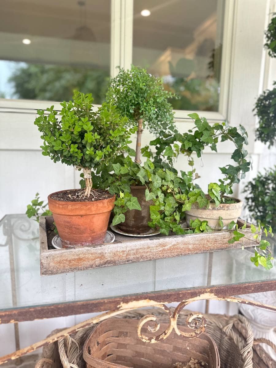 Three potted plants, including a small topiary and trailing ivy, sit on a rustic wooden tray in front of a white window—adding fresh charm inspired by our Outdoor Spaces Summer Home Tour, with woven baskets stored on a shelf below.