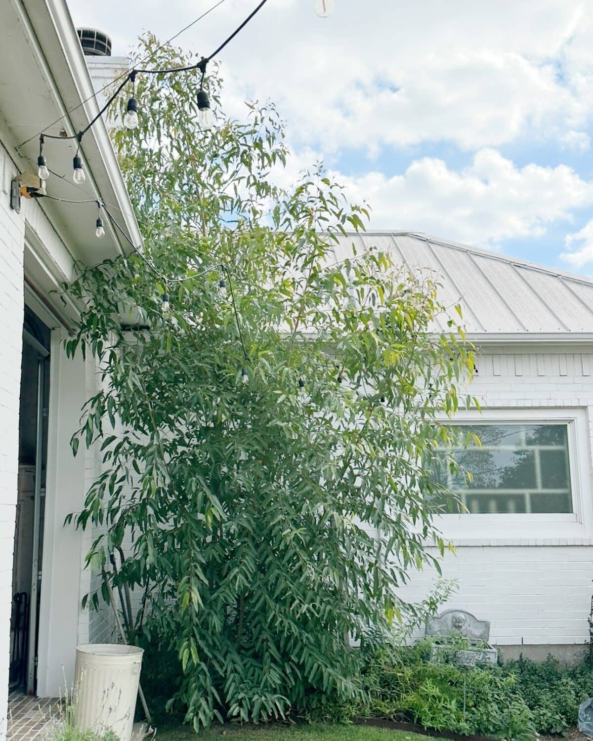 Tall leafy tree grows beside a white brick house with a metal roof. String lights hang above this inviting outdoor space, and the scene is bright with a partly cloudy sky. Grass and other plants fill the yard below—perfect for a Summer Home Tour.