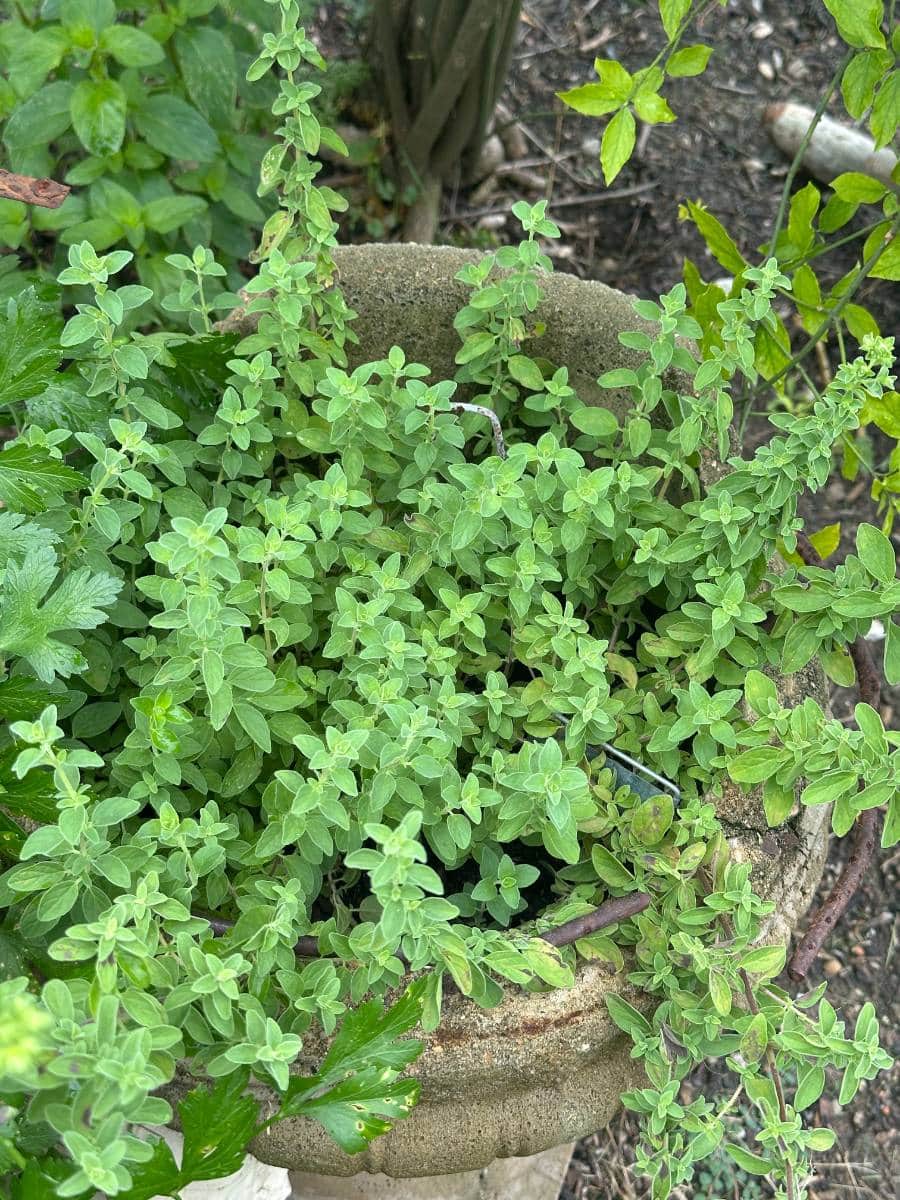 A clay pot filled with lush, green oregano plants growing densely brings vibrant life to outdoor spaces, surrounded by other garden plants and foliage in a charming summer home tour setting.