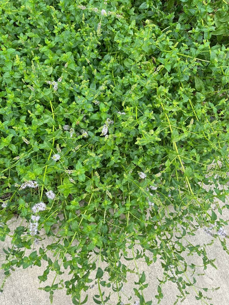 Green mint plants with small, light purple flowers grow densely next to a concrete sidewalk, creating a fresh look for outdoor spaces. The bright green, oval-shaped leaves and sprawling stems add charm perfect for a summer home tour.