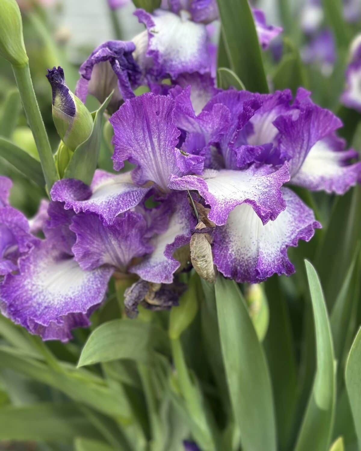 Close-up of vibrant purple and white iris flowers in bloom, surrounded by green leaves. Perfect for an Outdoor Spaces Summer Home Tour, a brown insect rests on a leaf near the center of the image.
