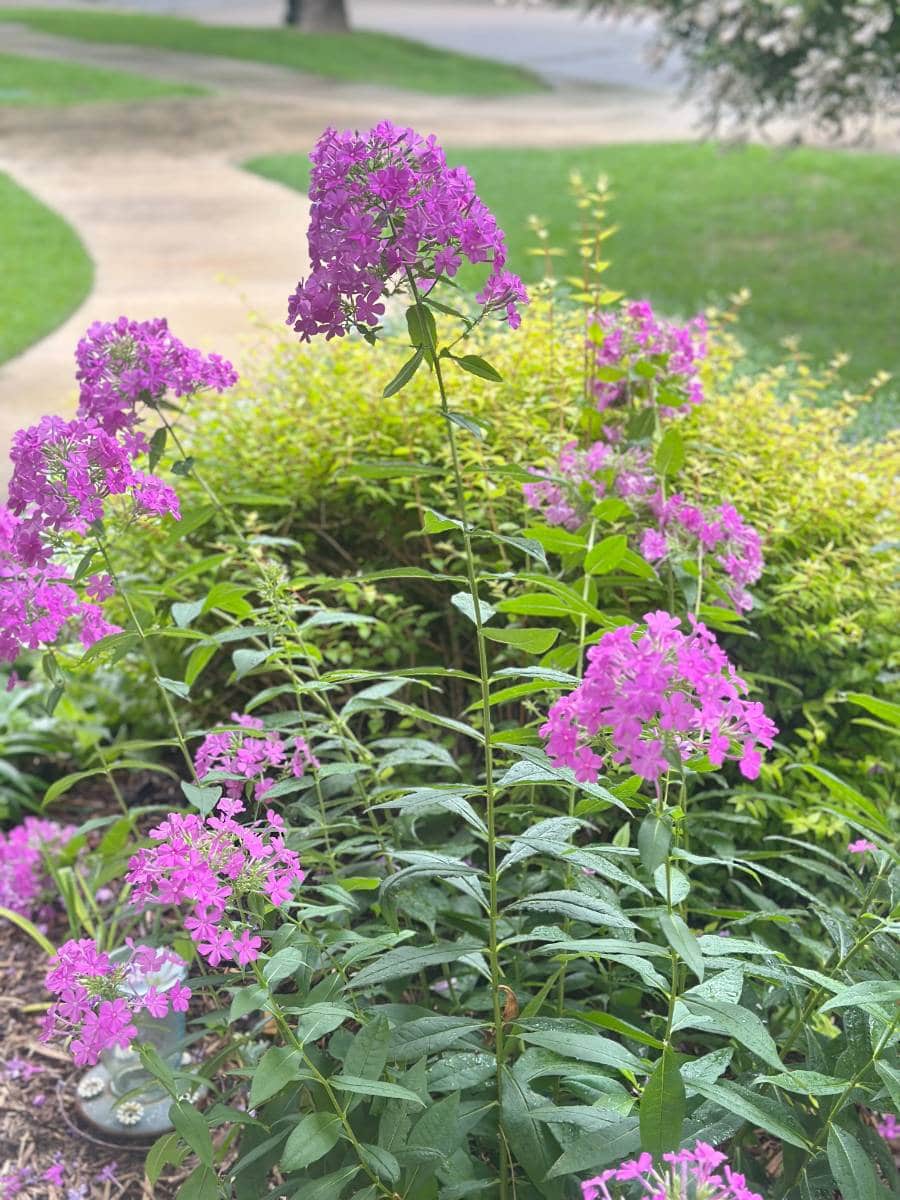 Tall purple phlox flowers bloom in a garden bed, surrounded by green foliage, as sunlight brightens this charming outdoor space—perfect for an inviting summer home tour.