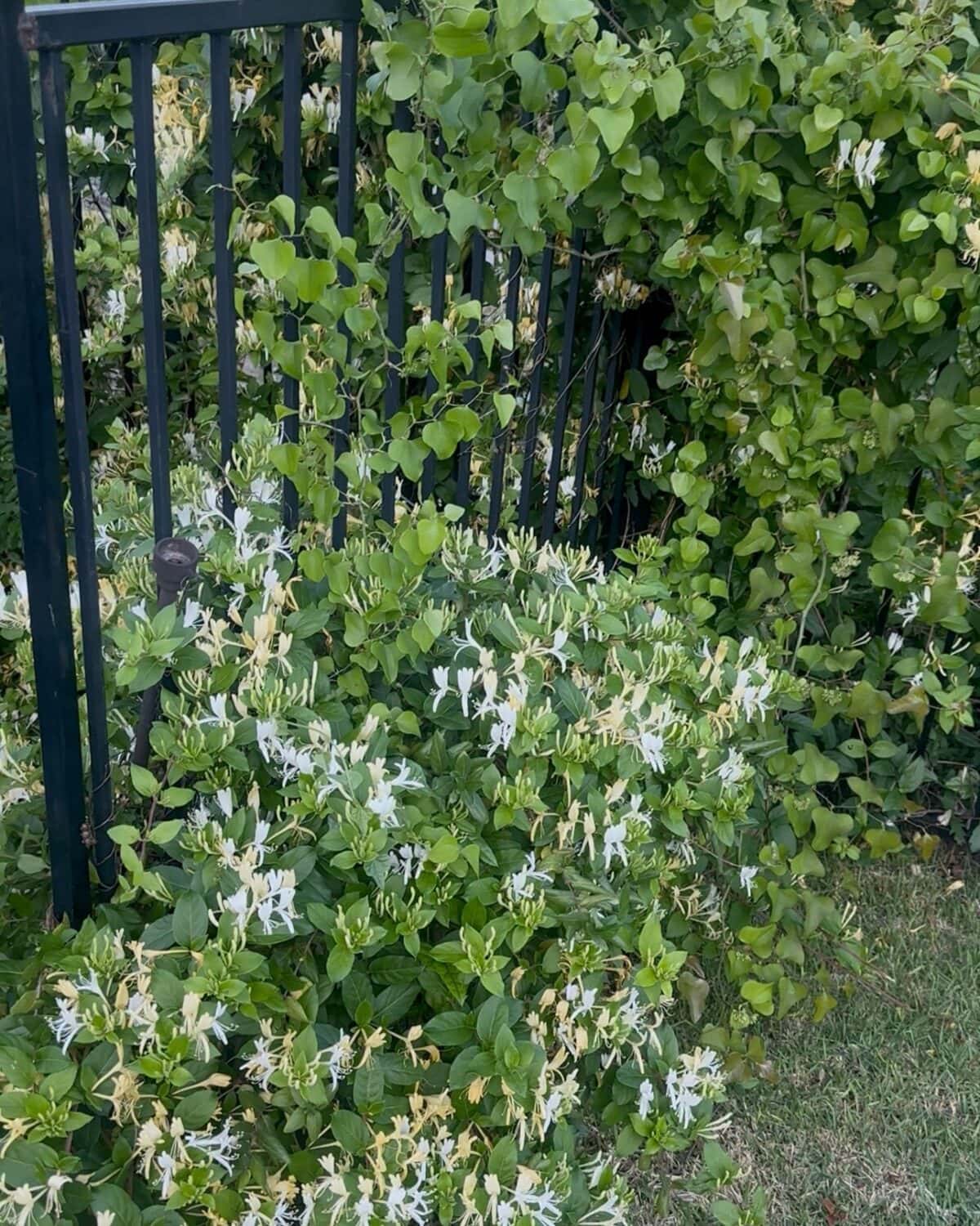 Green leafy vines with clusters of small white and pale yellow flowers grow densely around and through a black metal fence, creating a lush backdrop perfect for any Outdoor Spaces Summer Home Tour and spilling onto the grass below.