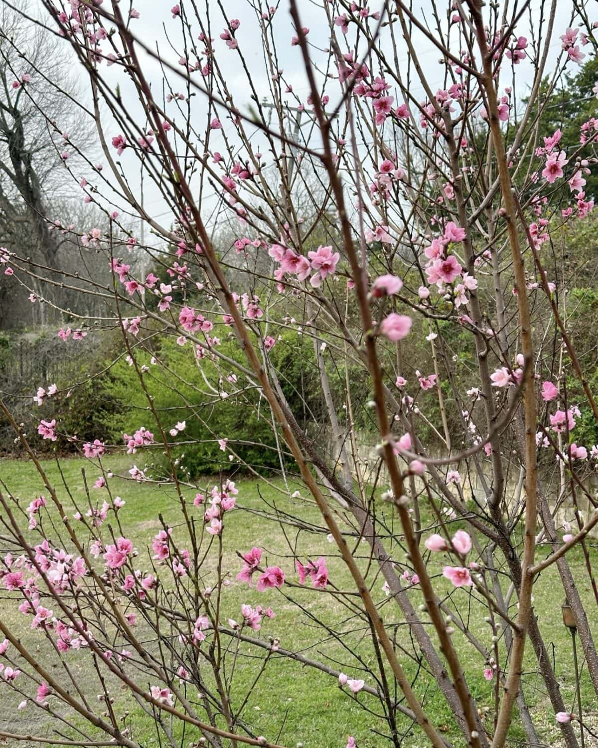 A small tree with thin branches full of pink blossoms graces the foreground, highlighting the beauty of outdoor spaces, while green grass and bushes create a lush backdrop on a cloudy day.