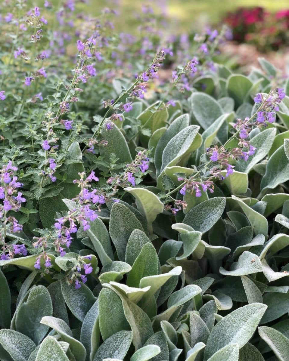 A garden scene from our Outdoor Spaces Summer Home Tour features fuzzy, silvery-green lamb’s ear leaves in the foreground and delicate purple catmint flowers blooming among green foliage in the background.