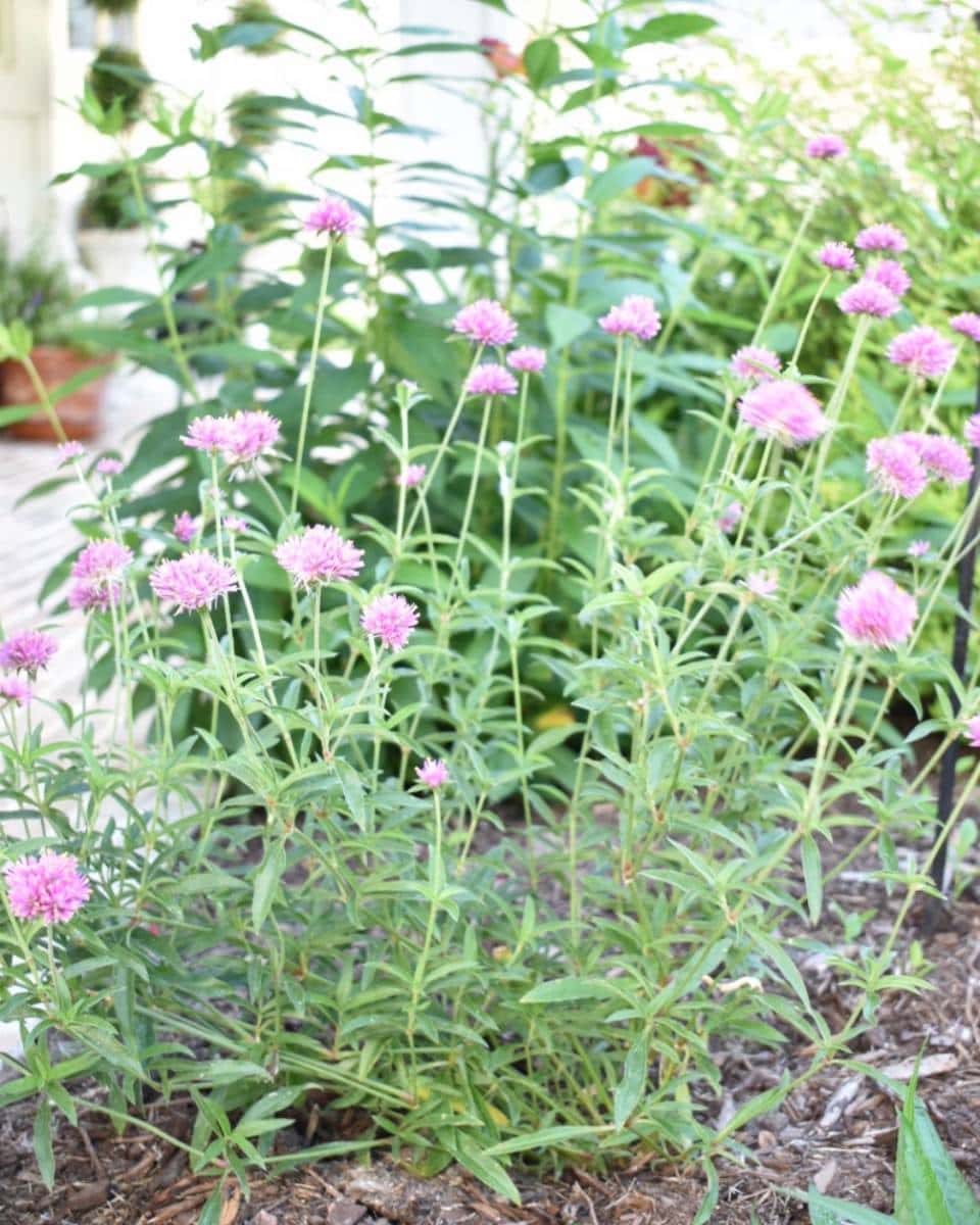 Tall green plants with slender stems and clusters of small, pinkish-purple flowers bloom in a garden bed, adding vibrant charm to outdoor spaces perfect for a summer home tour. Leafy greenery provides a lush backdrop.