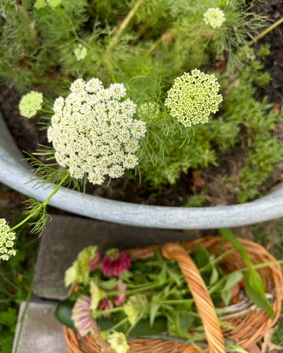 A close-up of white Queen Anne's lace flowers growing in a garden bed, with a woven basket filled with picked flowers and greenery resting on stone pavers below, perfect for an Outdoor Spaces Summer Home Tour.