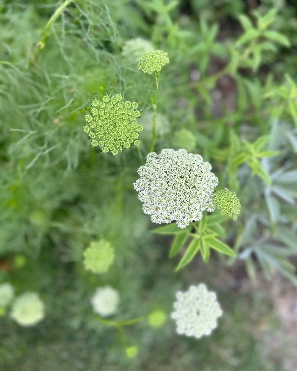 Close-up of delicate, white-green Queen Anne's lace flowers and buds with fine, lacy foliage in a garden, perfect for Outdoor Spaces. The softly blurred background highlights the intricate patterns of the blossoms on your Summer Home Tour.
