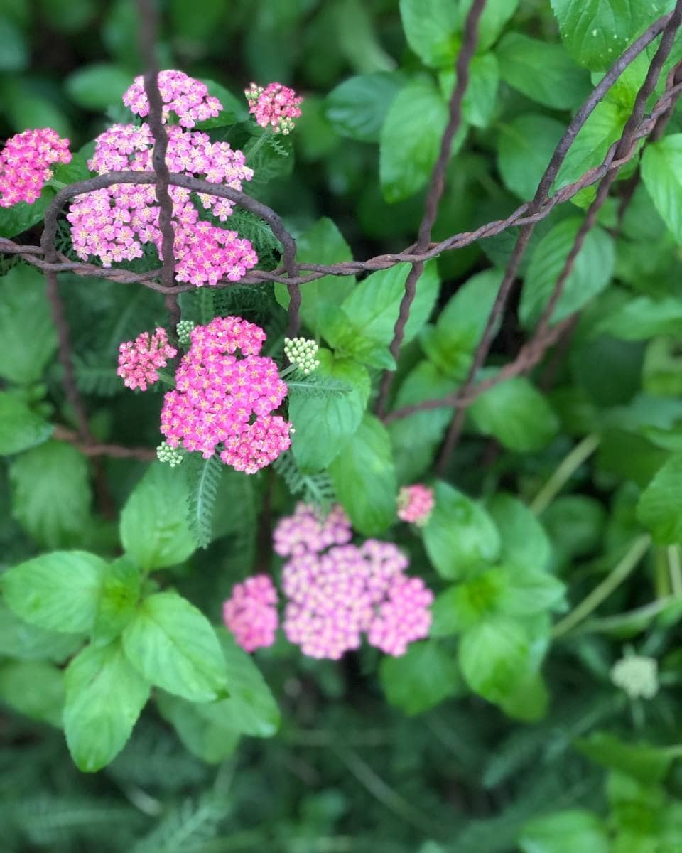 Clusters of small pink flowers with green leaves grow through a rusty, metal wire fence, adding charm to outdoor spaces, surrounded by lush, out-of-focus greenery in the background—perfect for a summer home tour.