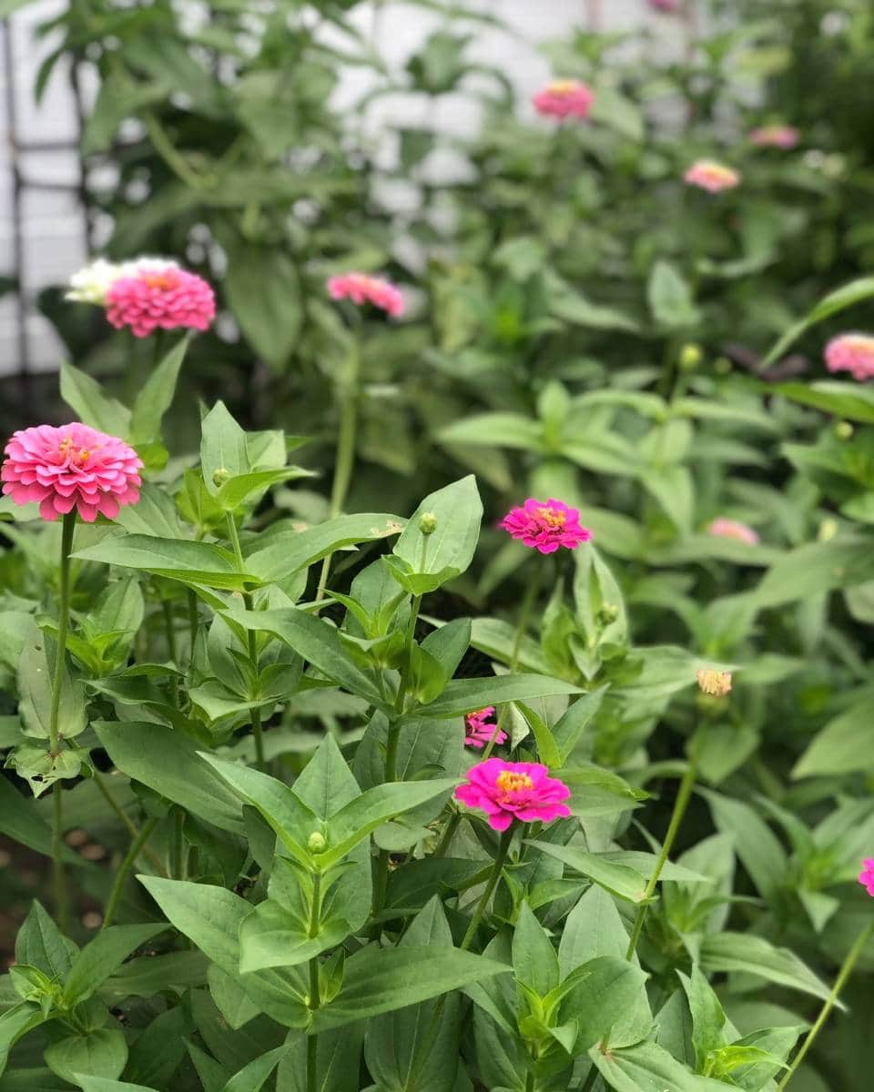 Pink zinnia flowers in various stages of bloom, surrounded by lush green leaves, brighten this garden—an inviting scene perfect for an Outdoor Spaces Summer Home Tour. More flowers and greenery blur softly in the background.