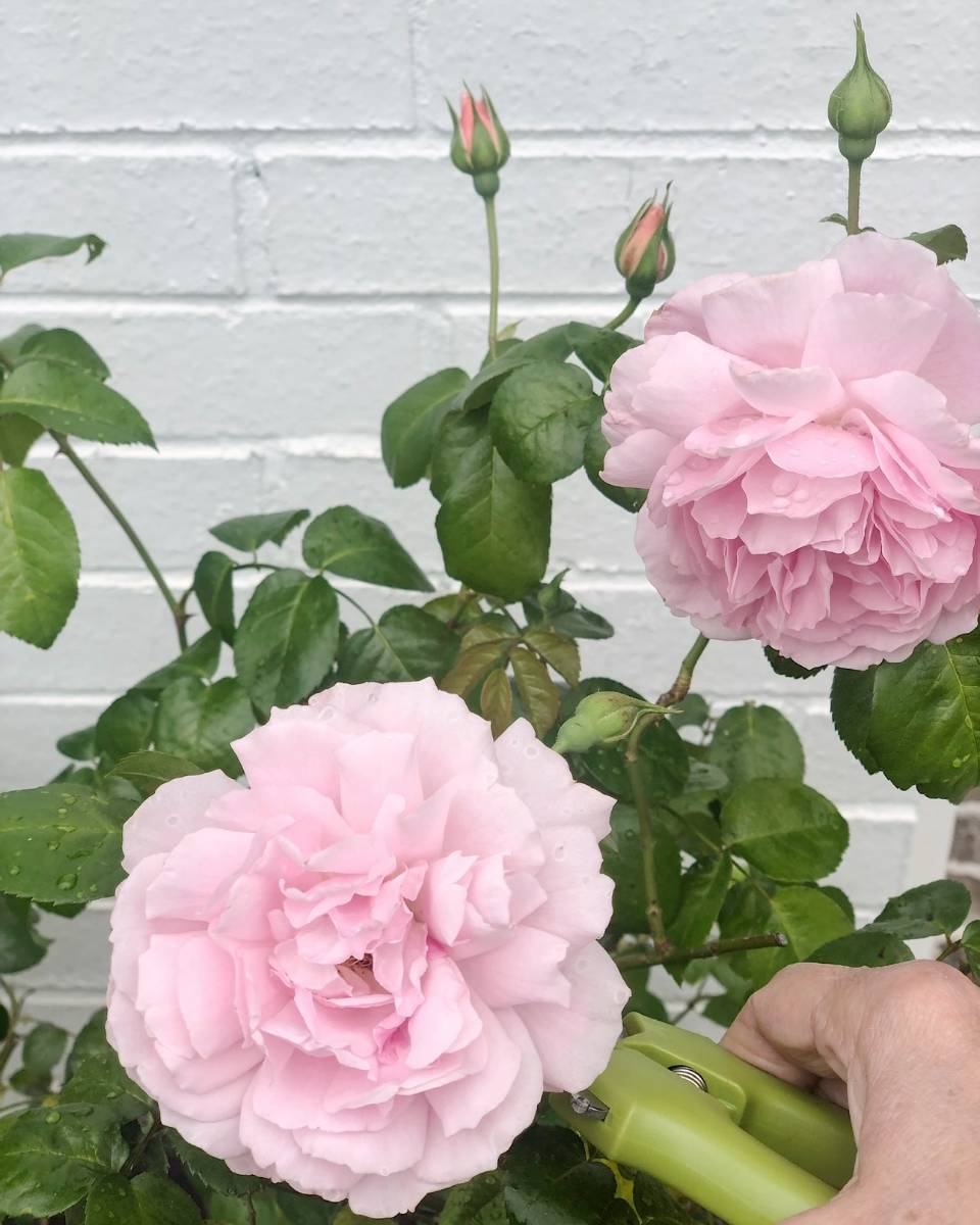A hand holding pruning shears trims a pale pink rose in bloom, with another rose and several rosebuds on a leafy green plant—perfect for Outdoor Spaces Summer Home Tour inspiration against a white brick wall background.