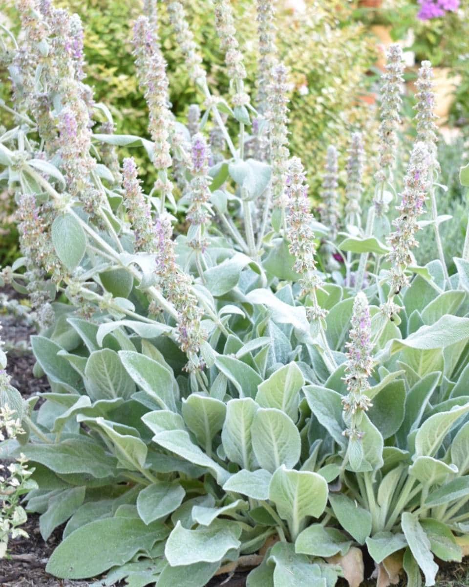 A dense cluster of lamb’s ear plants with soft, silvery-green leaves and tall spikes of small, pale purple flowers creates a serene focal point in the garden bed—perfect for inspiring your Outdoor Spaces Summer Home Tour.