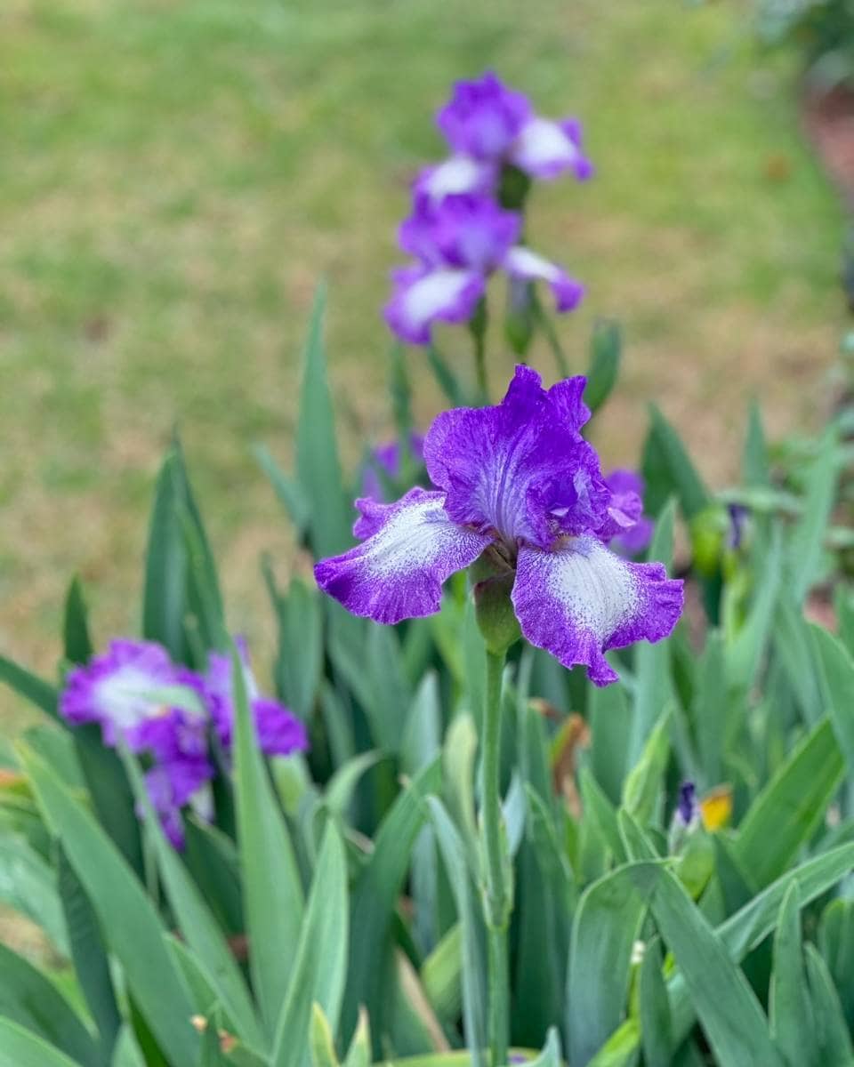 Close-up of vibrant purple iris flowers with white accents, surrounded by green, sword-shaped leaves, set against a blurred grassy background—perfect inspiration for your Outdoor Spaces Summer Home Tour.