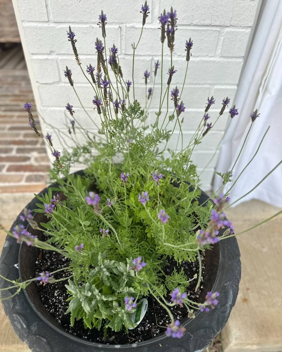 A black pot filled with soil holds a lush green lavender plant with slender stems topped by small purple flowers, enhancing the charm of outdoor spaces on a summer home tour near a white brick wall and brick pathway.