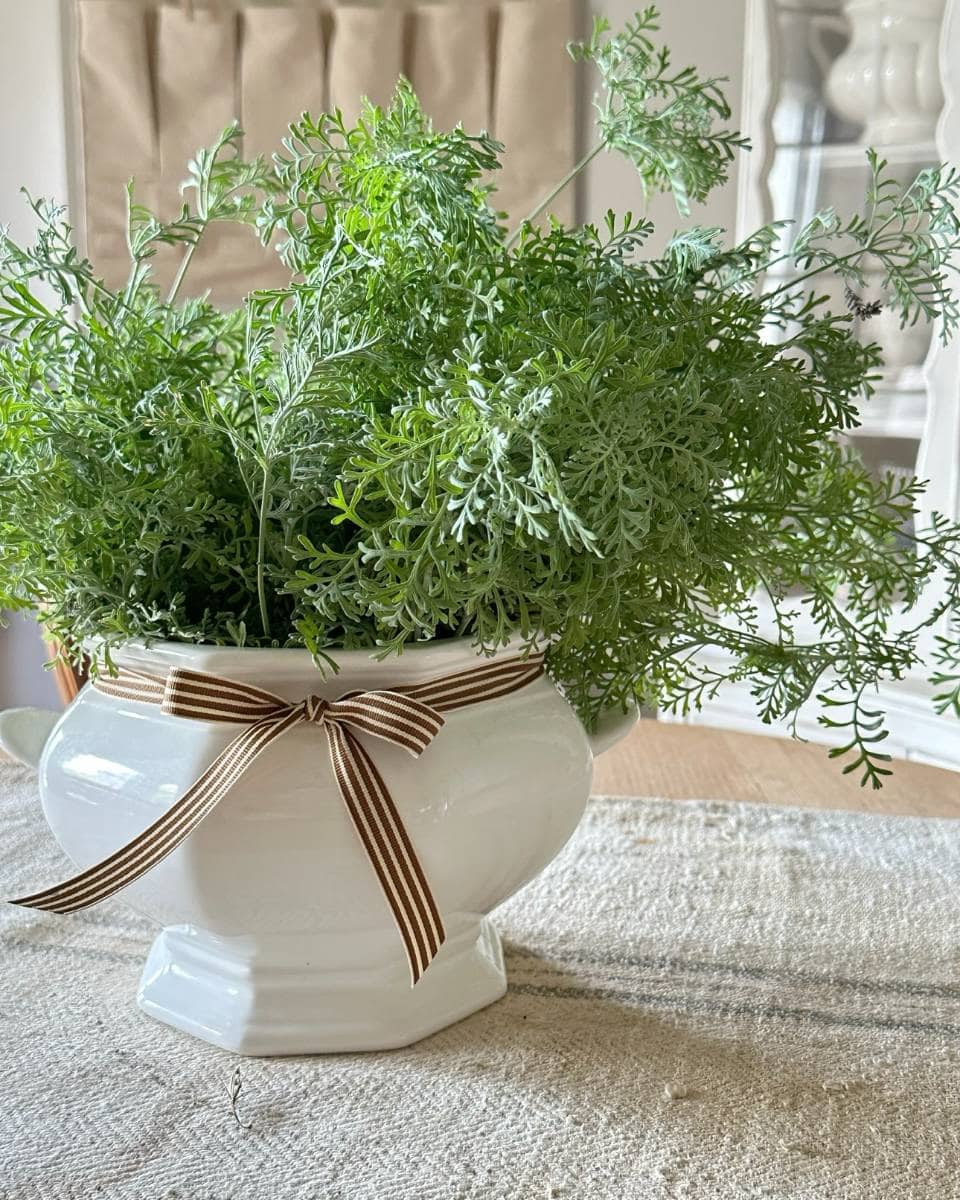 A lush green plant with feathery leaves sits in a white ceramic pot decorated with a brown and white striped ribbon, adding vibrant charm to your outdoor spaces during a summer home tour.