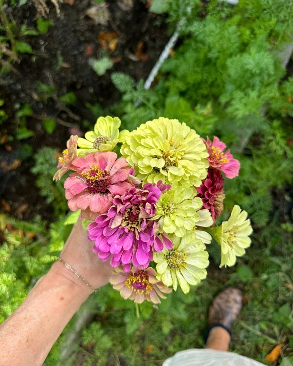 A hand holds a bouquet of zinnias in shades of pink, purple, and pale yellow, with green foliage and garden soil visible below—capturing the vibrant beauty of Outdoor Spaces in a Summer Home Tour.