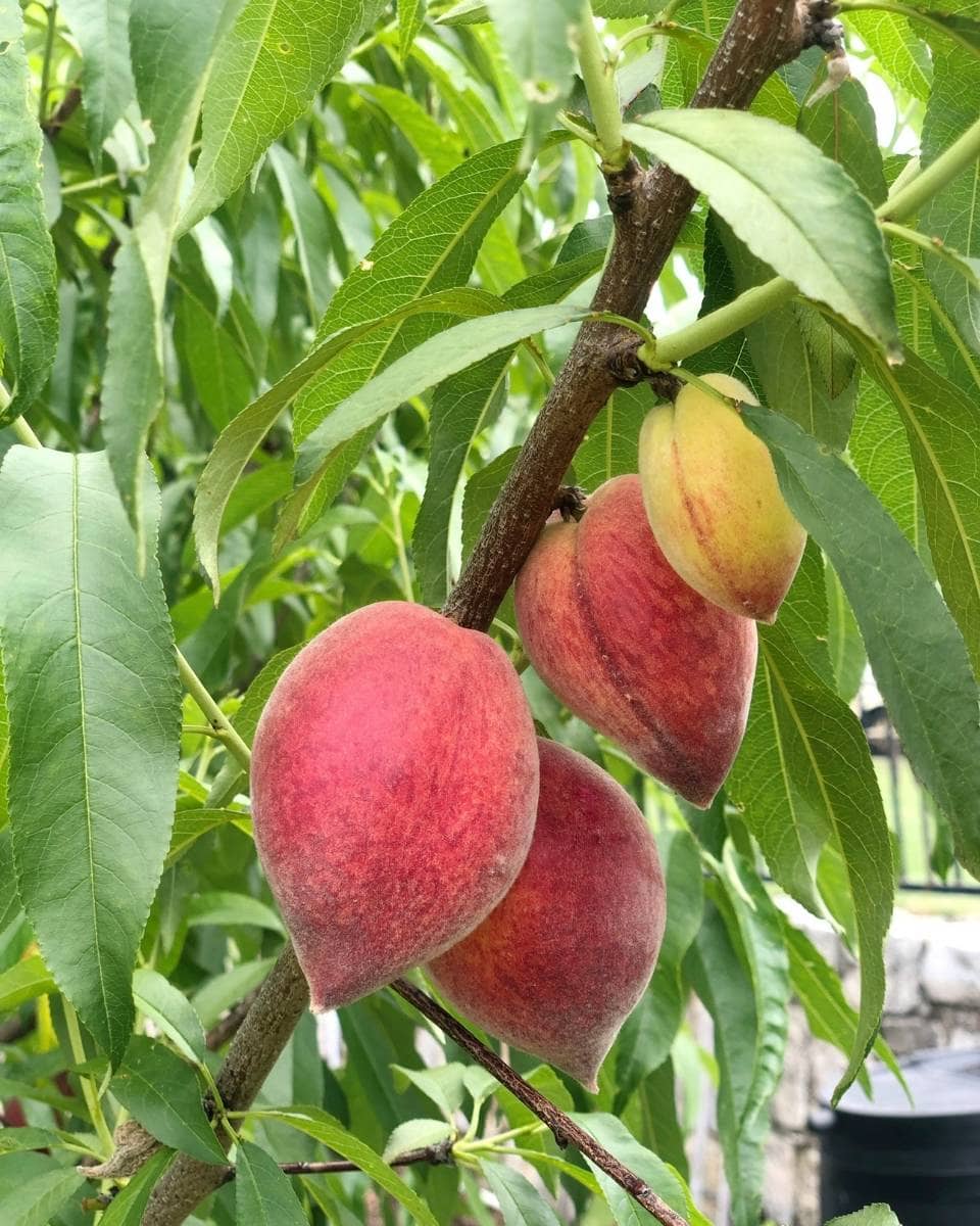 Several ripe peaches with pinkish-red and yellow skin hang from a tree branch, surrounded by long, slender green leaves—an inviting scene reminiscent of an Outdoor Spaces Summer Home Tour. The blurred background highlights the fruit in the foreground.
