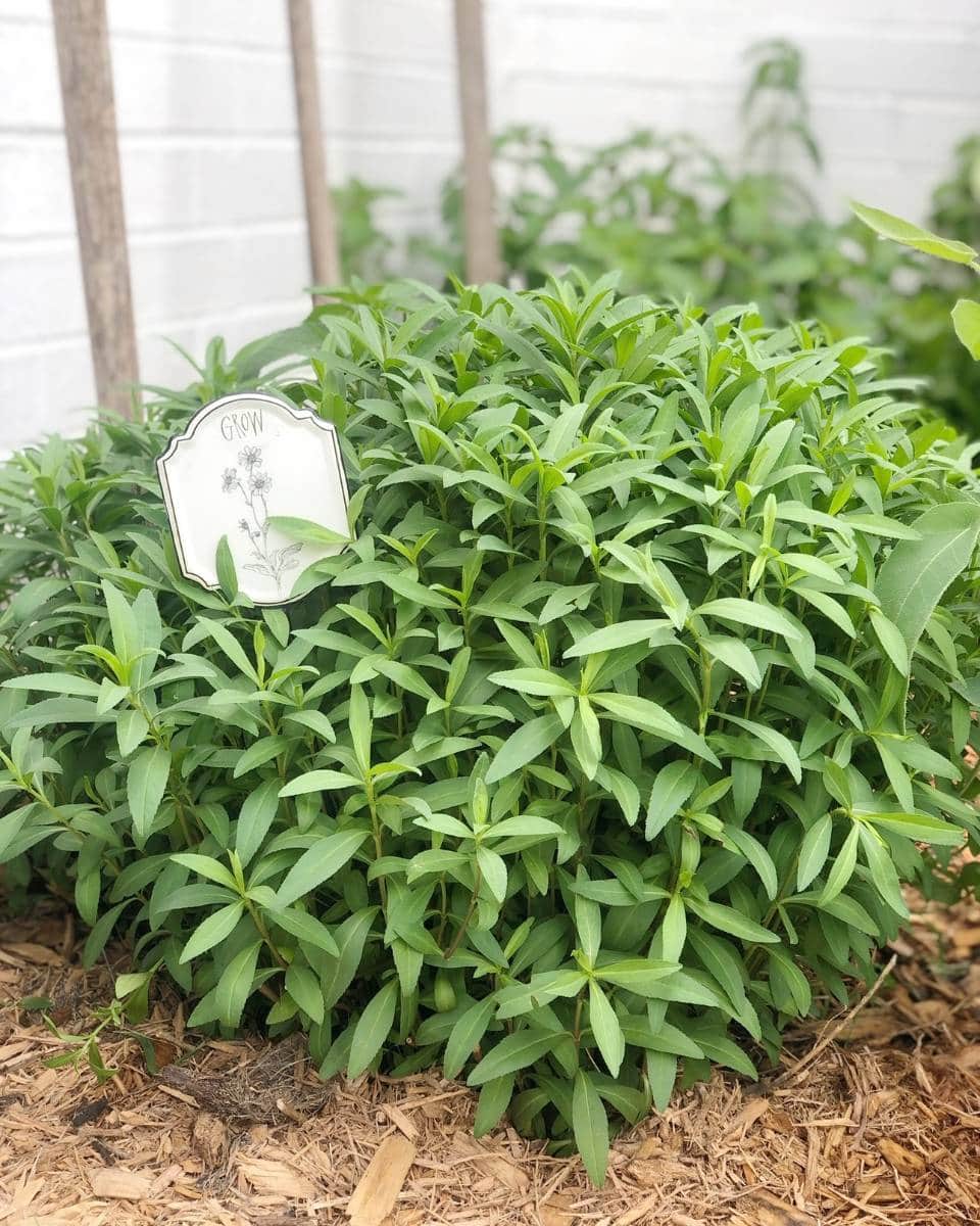 A lush green bush with long, narrow leaves grows in a garden bed covered with mulch—an inviting addition to any Outdoor Spaces Summer Home Tour. A small white plant marker with the word "GROW" sits at the front of the bush.