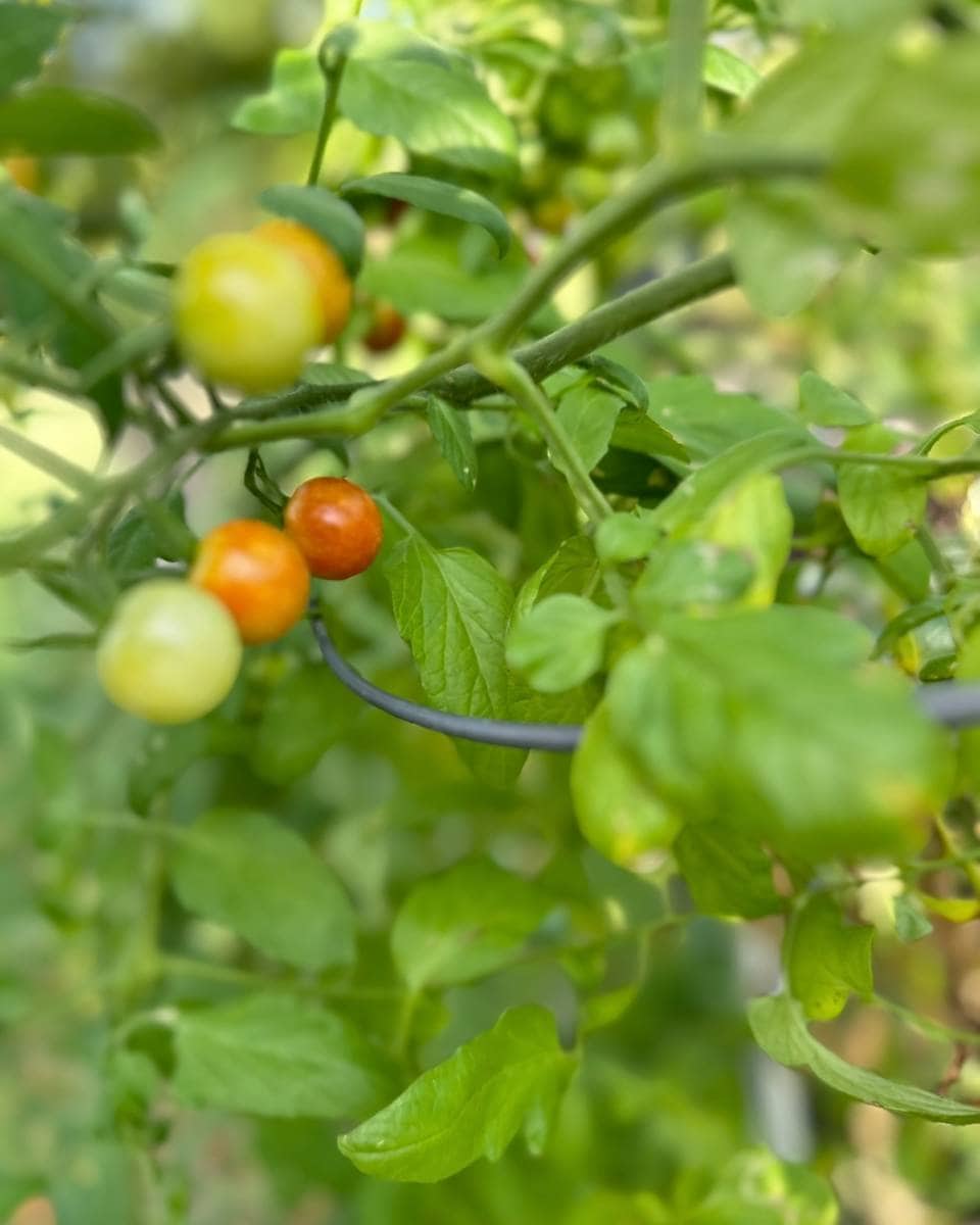 Small, round tomatoes in various stages of ripeness—green, yellow, and red—grow on a leafy vine. The blurred background highlights the vibrant colors and healthy foliage, perfect for an Outdoor Spaces Summer Home Tour.