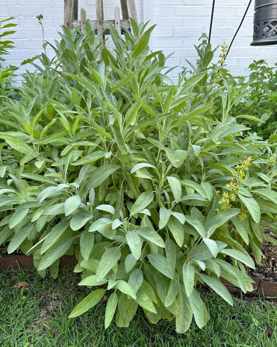 A lush sage plant with abundant silvery-green leaves thrives in a garden bed, surrounded by grass and other greenery—perfect inspiration for outdoor spaces on your summer home tour, set against a white brick wall.