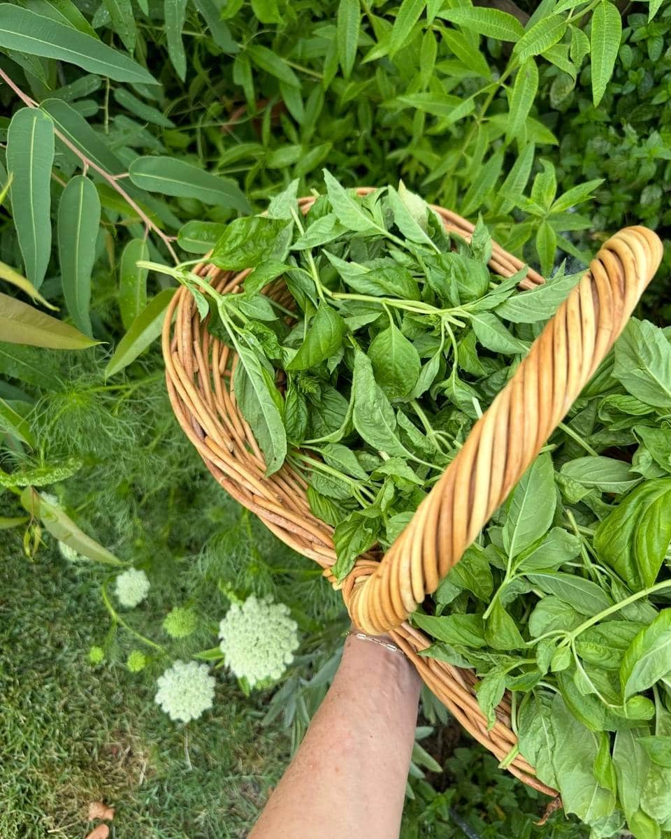 A hand holds a woven basket filled with fresh green basil leaves, surrounded by lush garden plants and white flowers—an inviting scene from an Outdoor Spaces Summer Home Tour.