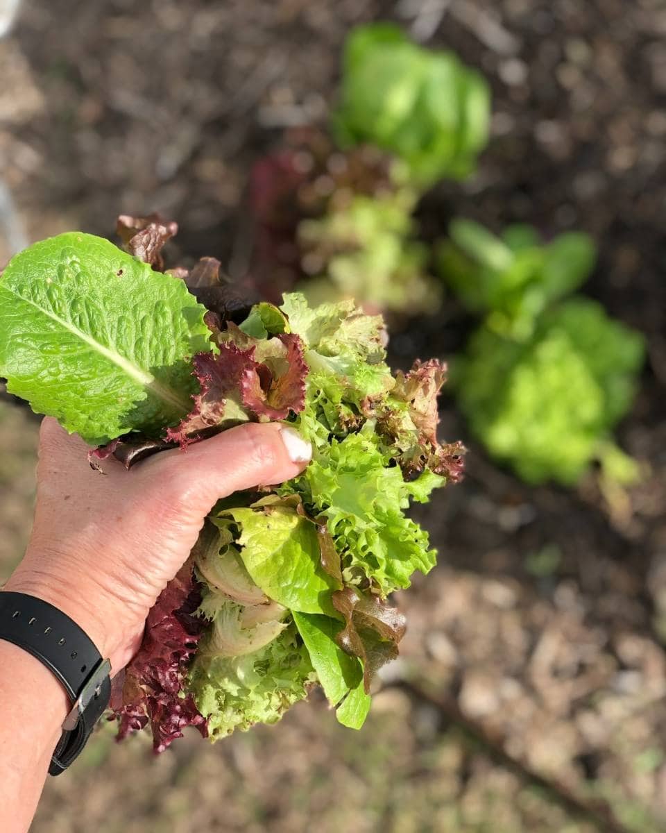A person’s hand holds a freshly picked mix of green and red lettuce leaves, with more lettuce plants growing in blurred garden soil—perfect inspiration for your own Outdoor Spaces Summer Home Tour.