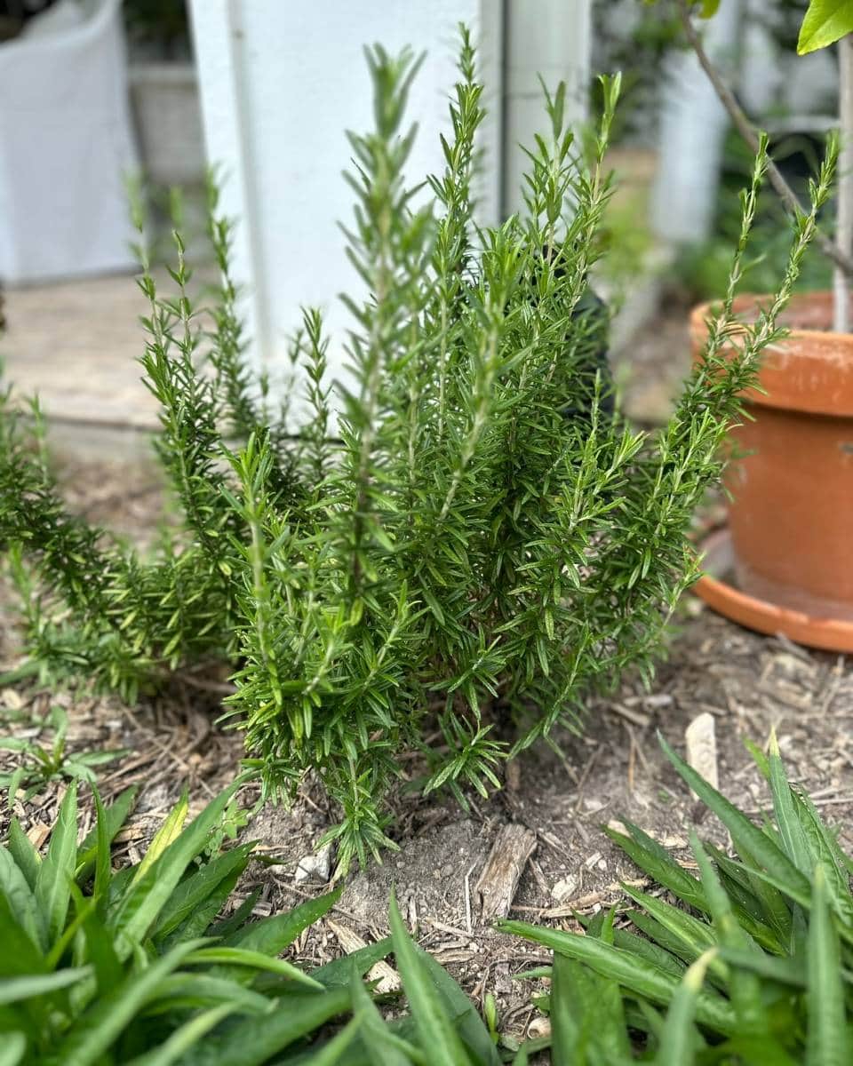 A healthy rosemary plant growing in a garden bed, surrounded by soil and nearby green foliage, brings fresh aroma to Outdoor Spaces. A terracotta pot and white structure are visible in the background, perfect for a Summer Home Tour.