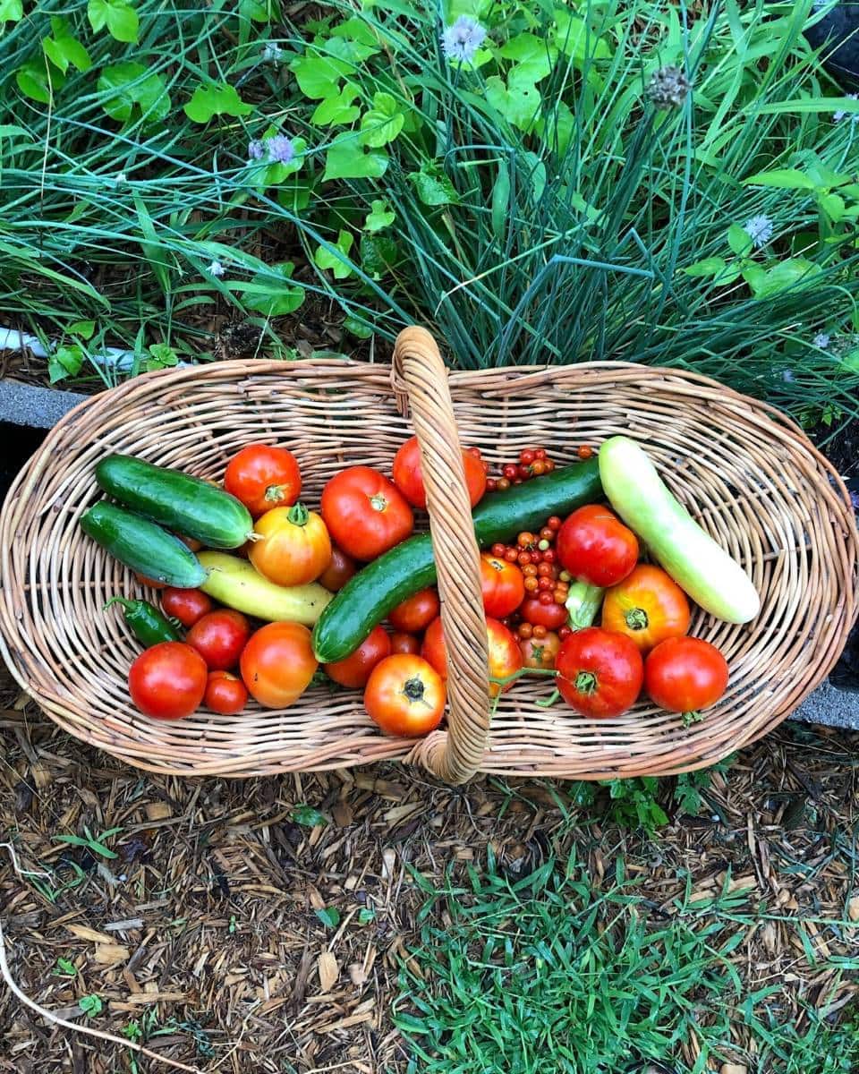 A wicker basket filled with freshly harvested tomatoes, cucumbers, and yellow squash sits on the ground in a garden, capturing the essence of outdoor spaces during a summer home tour, surrounded by lush green plants and grass.