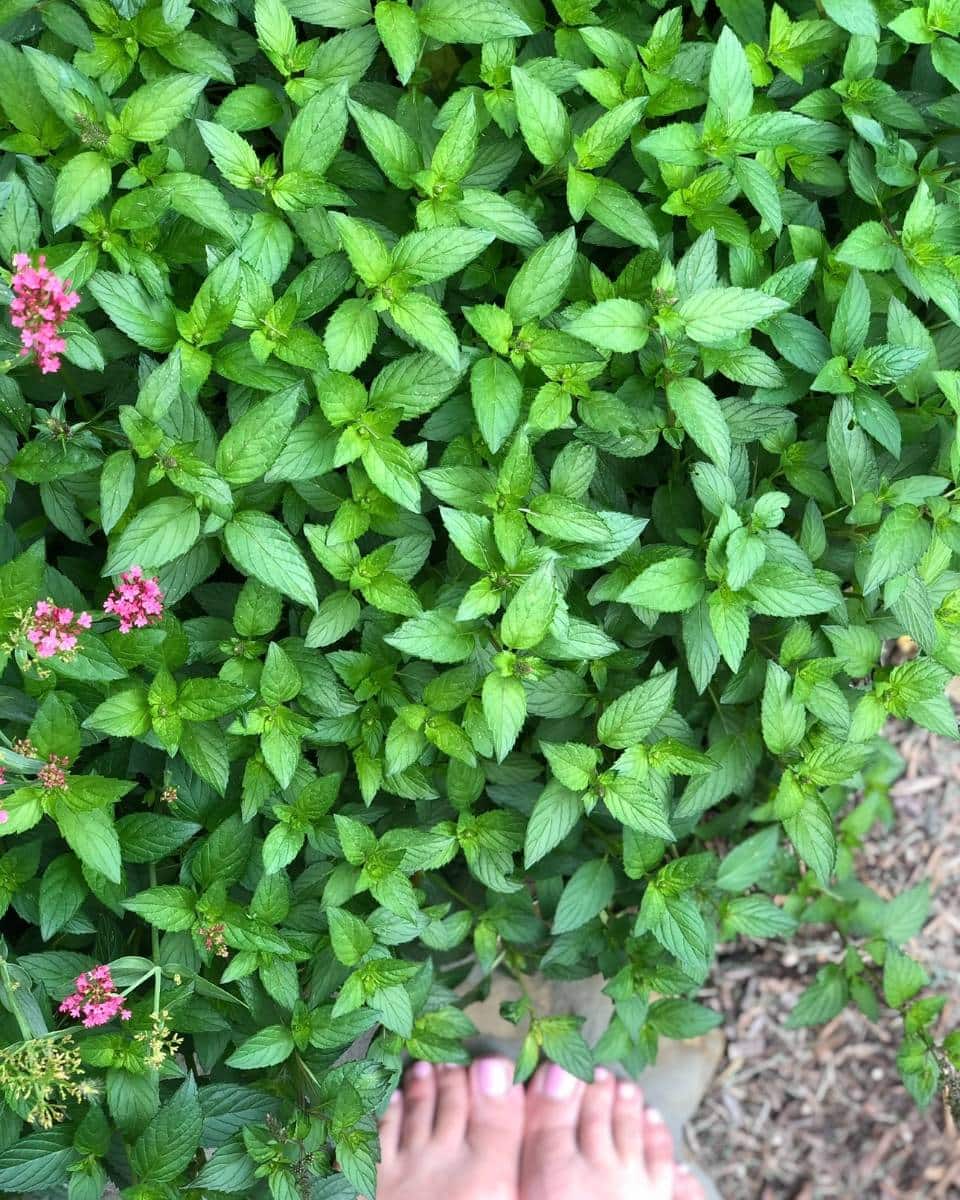 A dense patch of green mint leaves with a few small pink flowers on the left; bare feet are visible at the bottom edge, standing near the plants, capturing a serene moment from an Outdoor Spaces Summer Home Tour.