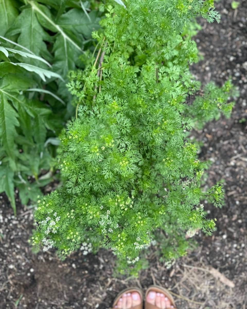 A cluster of leafy green cilantro plants grows in soil, with a pair of feet in sandals at the bottom edge—an inviting glimpse into lush outdoor spaces for your Summer Home Tour. Nearby, larger leaves from another plant are partially visible on the left.