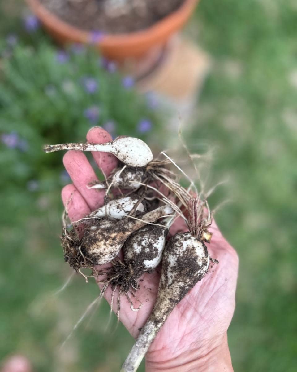 A hand holding several freshly dug, dirt-covered flower bulbs with roots, against a blurred garden background—perfect inspiration for Outdoor Spaces Summer Home Tour enthusiasts.
