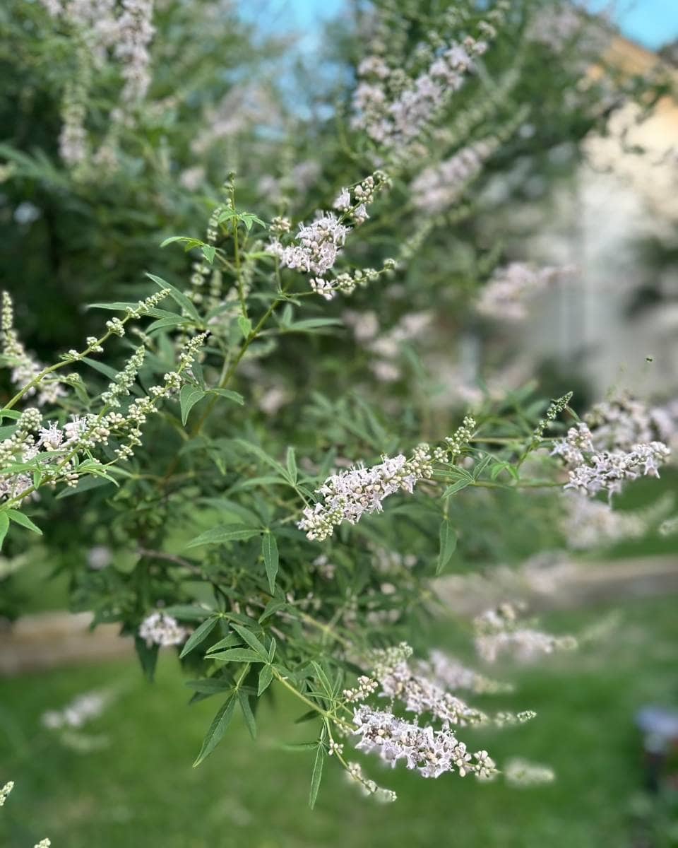 A close-up of delicate light purple flowers with long green leaves on a bush, captured during an Outdoor Spaces Summer Home Tour, set against a blurred background of greenery and a building.
