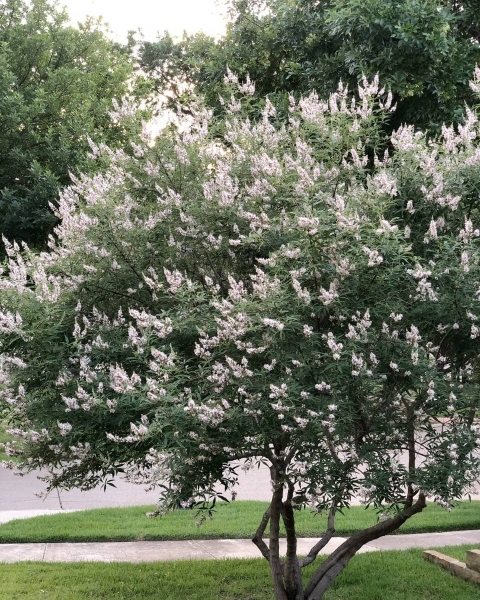 A small tree with dense clusters of pale lavender flowers stands near a sidewalk and street, adding charm to the outdoor spaces, surrounded by green grass and leafy trees in the background.