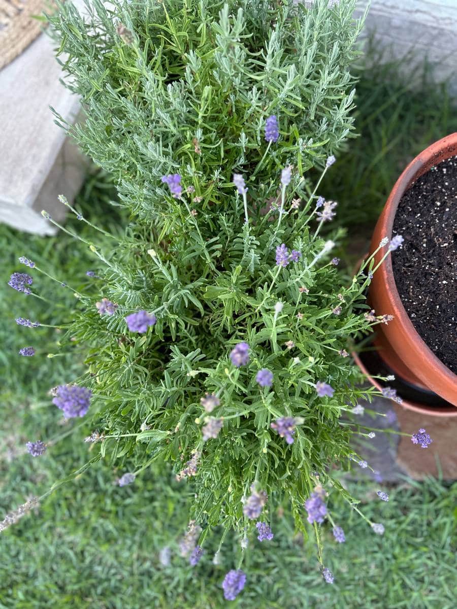 Top-down view of a lush lavender plant with purple flowers and green leaves growing beside a terracotta pot filled with soil, set on a grassy area—perfect inspiration for your Outdoor Spaces Summer Home Tour.