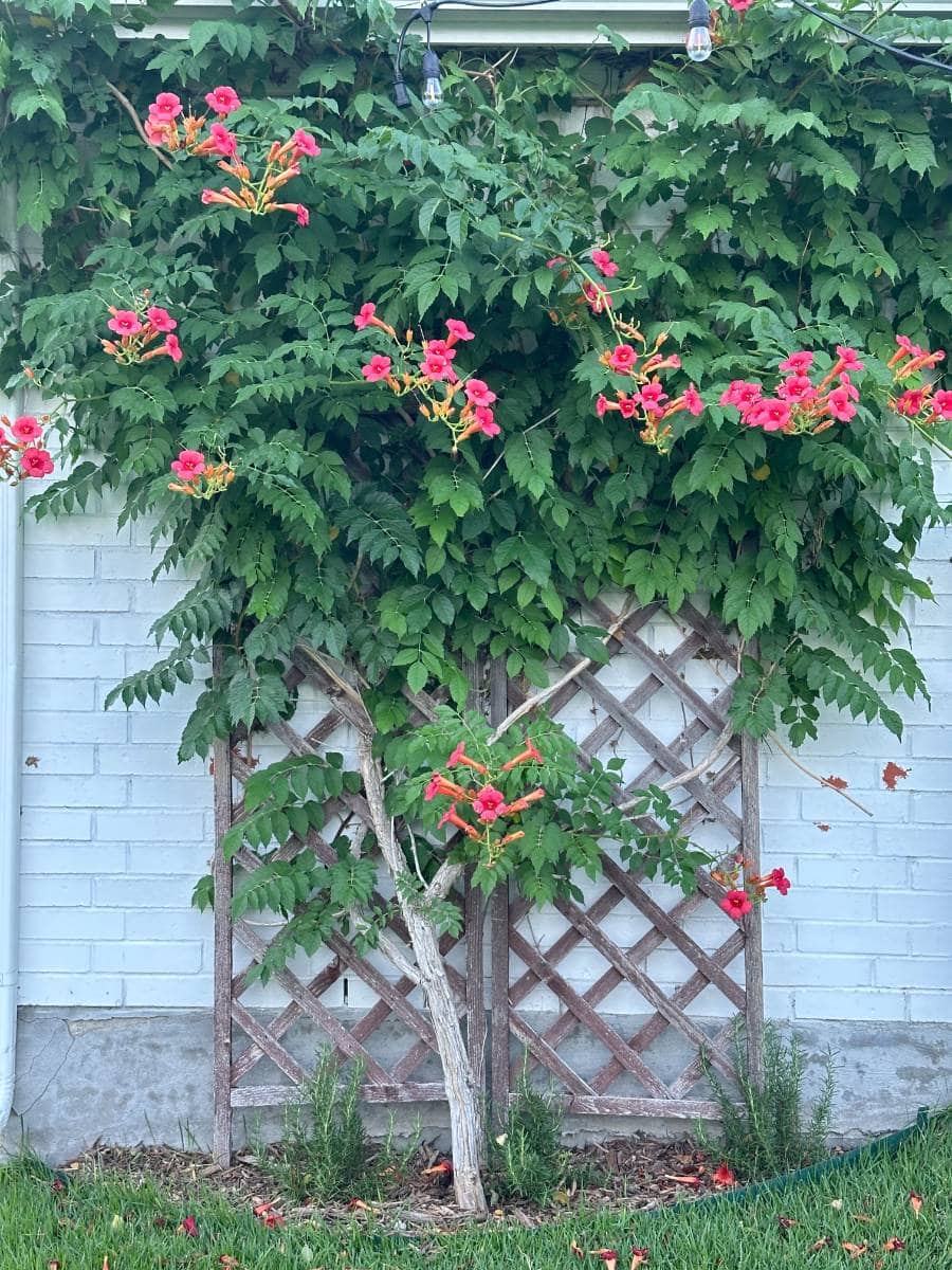 A flowering vine with vibrant orange-red blooms grows on a wooden trellis attached to a light blue brick wall, adding charm to outdoor spaces—a perfect scene for a Summer Home Tour, with green grass visible at the bottom of the image.