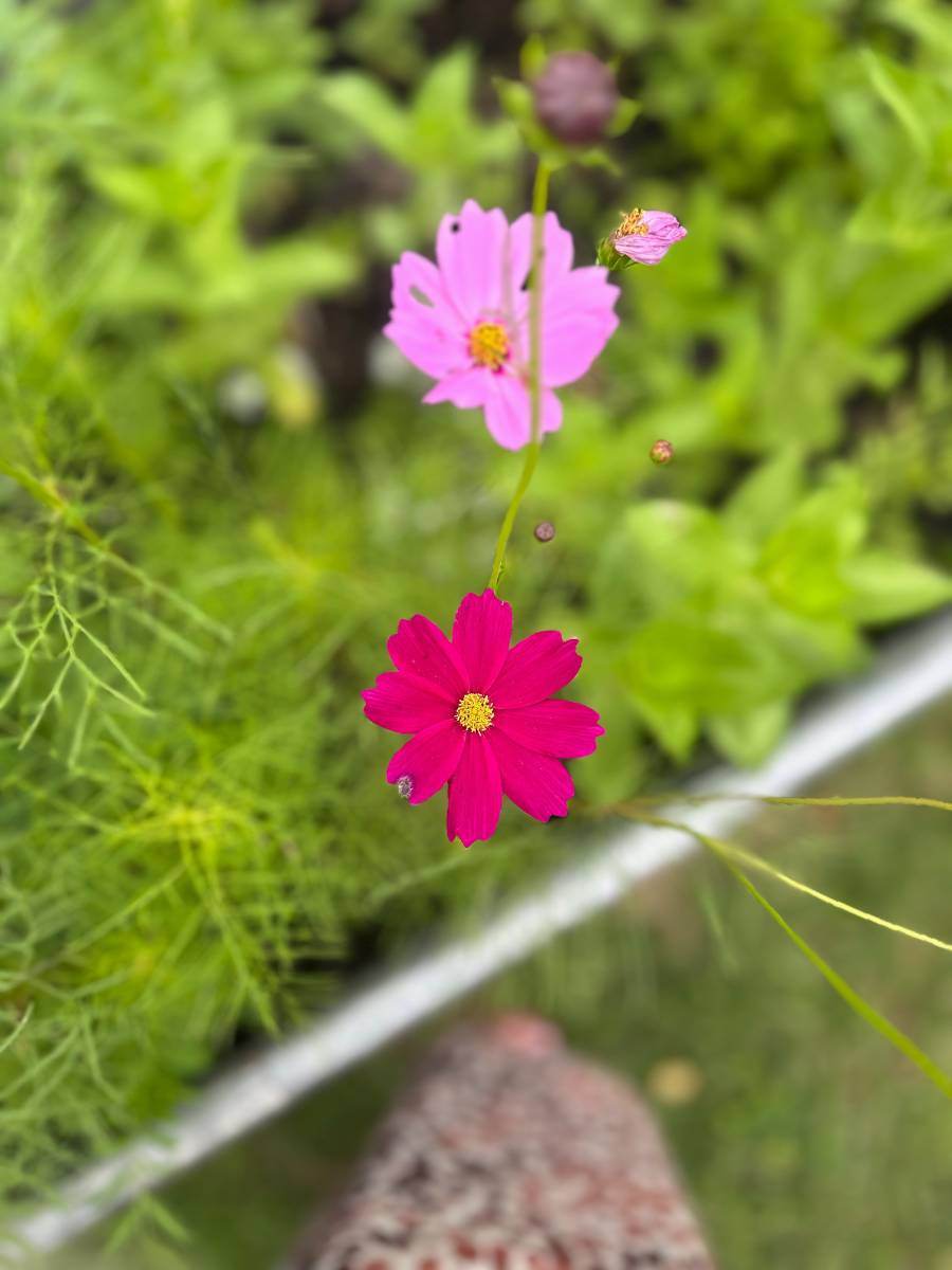 Two pink cosmos flowers, one bright and one light, bloom above green foliage. The blurred background highlights the flowers, while a patterned object hints at cozy outdoor spaces, perfect for a summer home tour.
