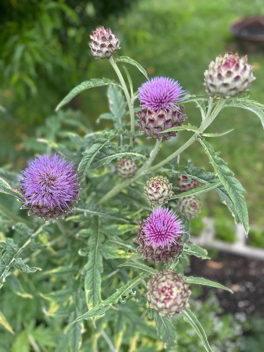 Close-up of a thistle plant with spiky green leaves and multiple purple, spiky flower heads in various stages of bloom, set against a blurred garden background—perfect inspiration for your Outdoor Spaces Summer Home Tour.