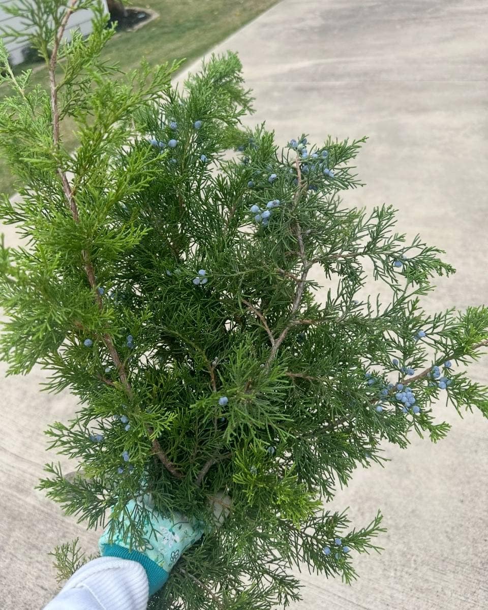 A hand in a gardening glove holds a branch of green juniper with small blue berries, bringing a touch of natural vintage charm—perfect for a handmade Christmas tour. A driveway and grass are visible in the background.