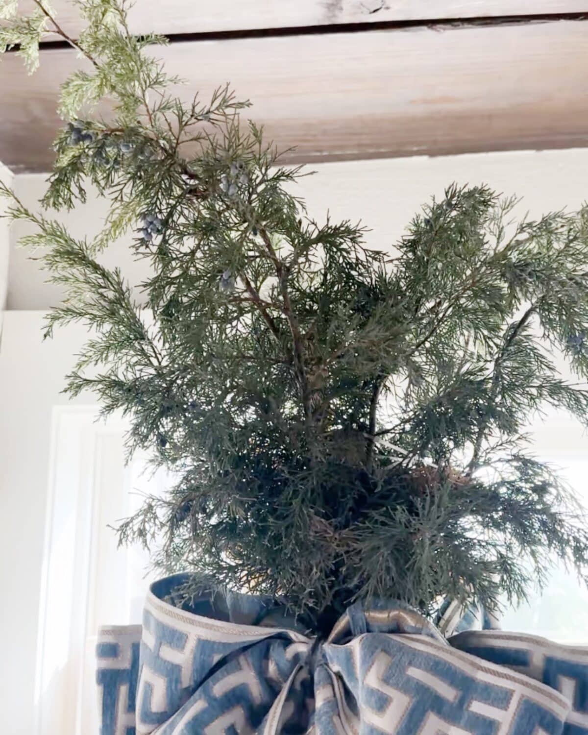 A close-up of a small, lush evergreen plant with feathery branches, placed indoors. A natural, blue and white patterned bow is tied around the pot. Sunlight streams in from a window behind, creating a handmade vintage Christmas look.